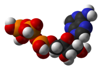 Molekul ATP